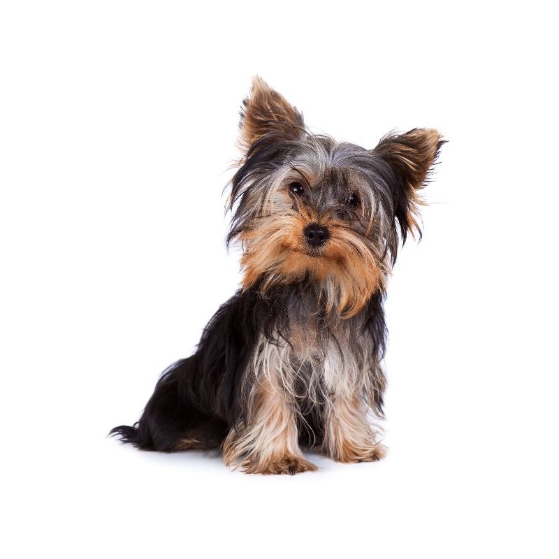 yorkshire-terrier.jpg