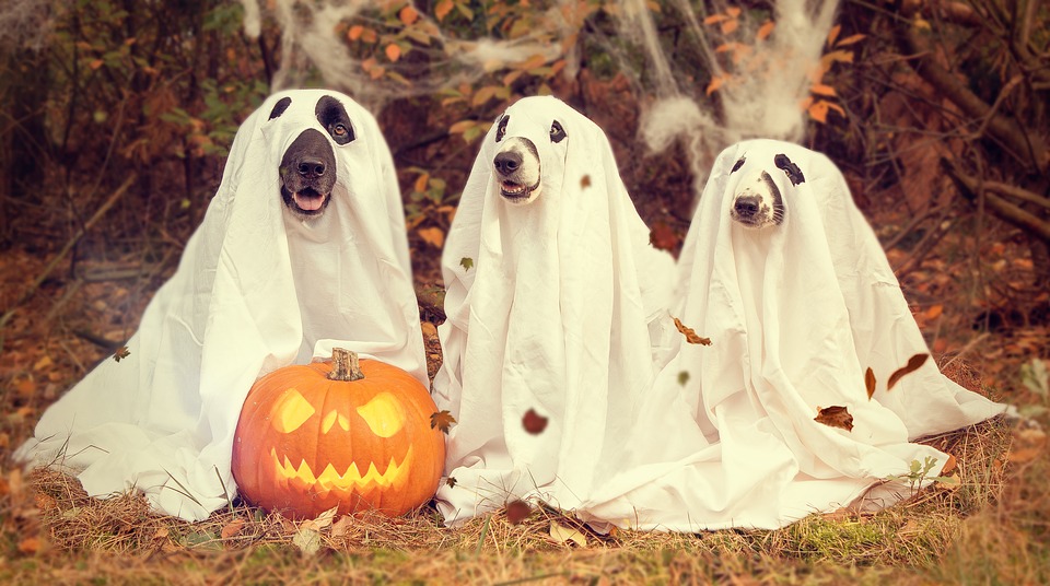 12 Funny Halloween Ghost Jokes